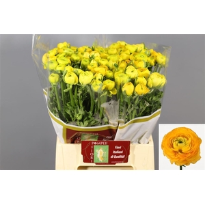 Ranunculus Elegance Yellow