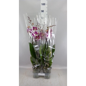 Phalaenopsis  'Ant Barcelona'