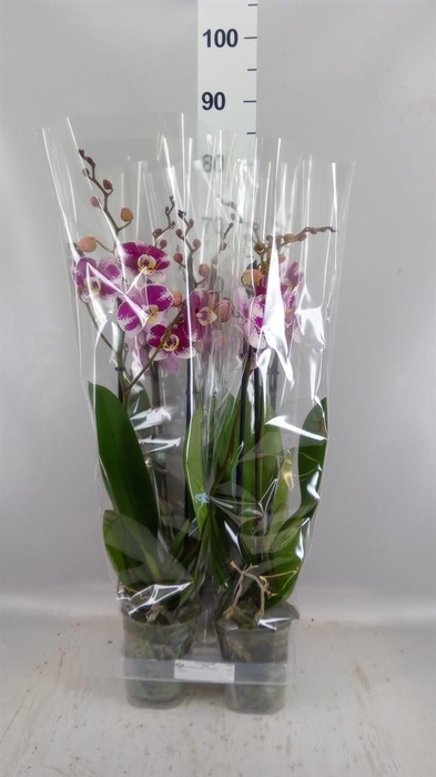 <h4>Phalaenopsis  'Ant Barcelona'</h4>