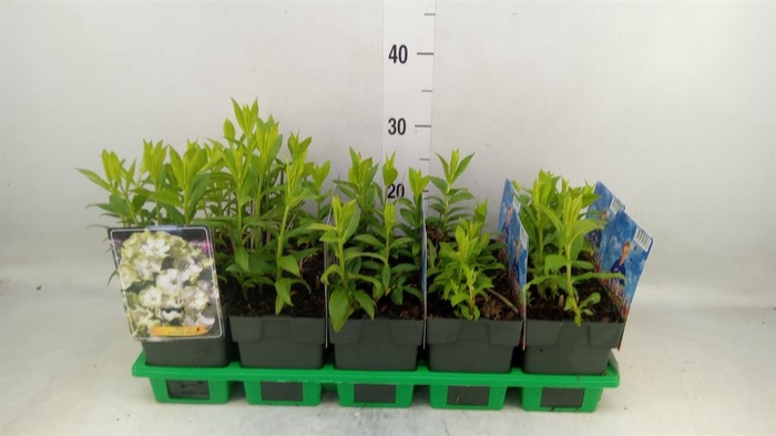 <h4>Phlox panic.   ...</h4>