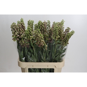 Fritillaria Persica Magic Bells