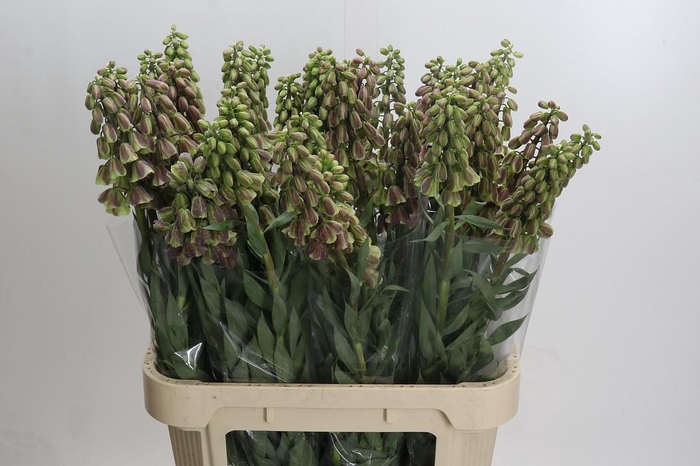 <h4>Fritillaria Persica Magic Bells</h4>