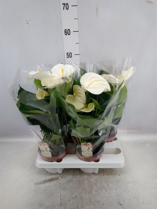 <h4>Anthurium andr. 'Alpine'</h4>