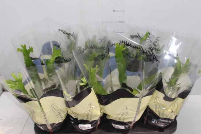 <h4>ASPLENIUM CRISSIE P15</h4>