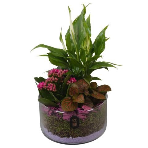 <h4>PTIG2604 Arrangement Indoor in glas schaal</h4>