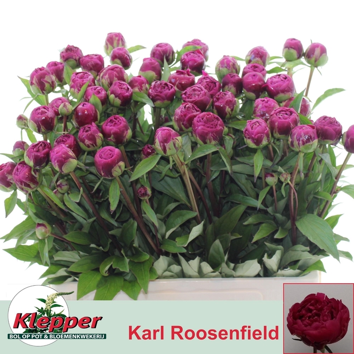 <h4>PAEO L KARL ROSENF</h4>