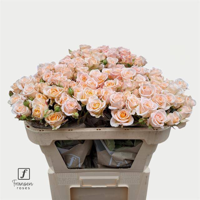 <h4>Rosa spray morning star</h4>