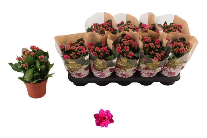 <h4>KAL GE DON VICTORIO</h4>