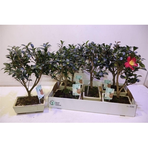 Bonsai Ov In Keramiek