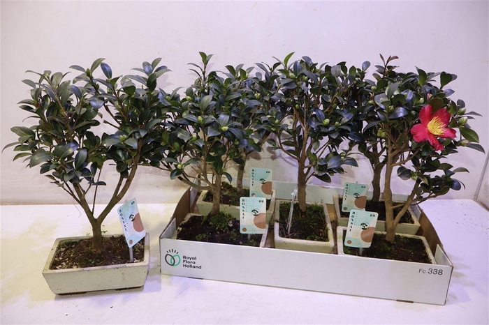 <h4>Bonsai Ov In Keramiek</h4>