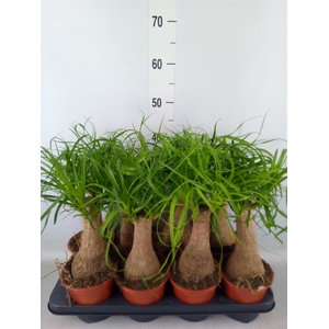 Beaucarnea recurvata