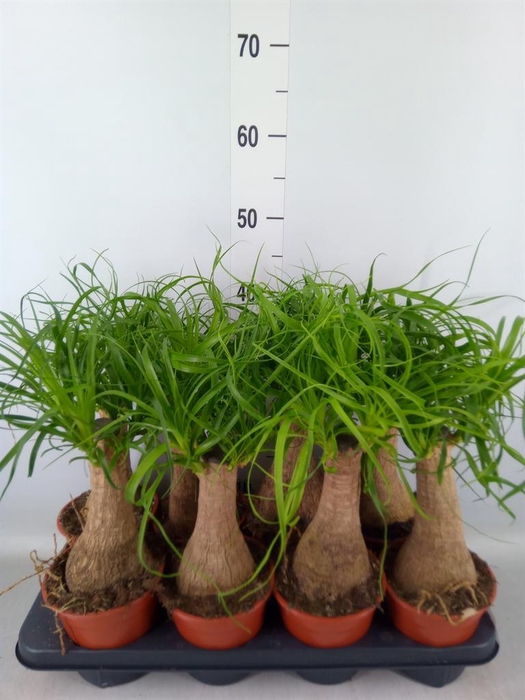 <h4>Beaucarnea recurvata</h4>