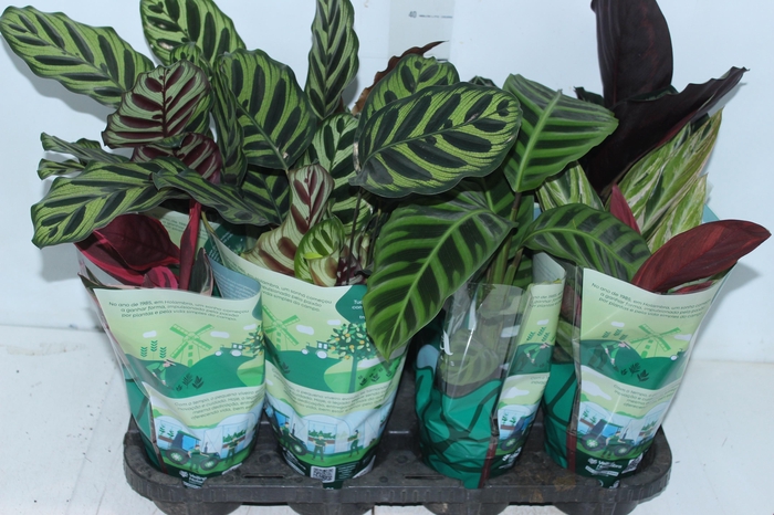 <h4>MARANTA VARIADO P12</h4>