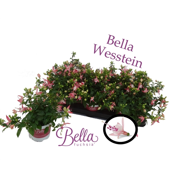 Bella fuchsia 'sophia' ( Hang )