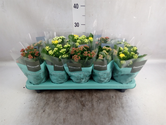 <h4>Kalanchoe blos.   ..rosebud mix  5</h4>