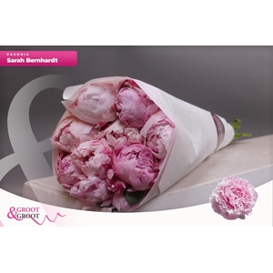 Paeonia Sarah Bernhardt