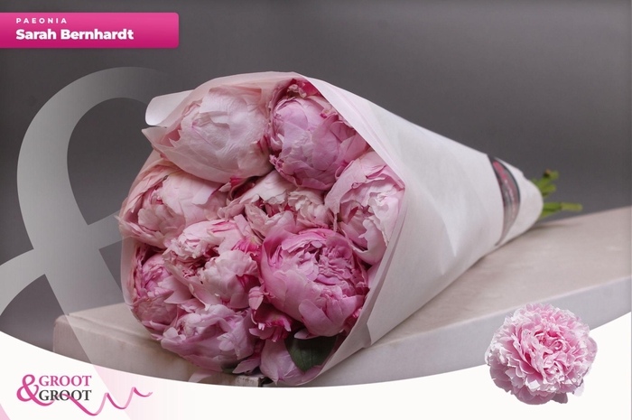 <h4>Paeonia Sarah Bernhardt</h4>