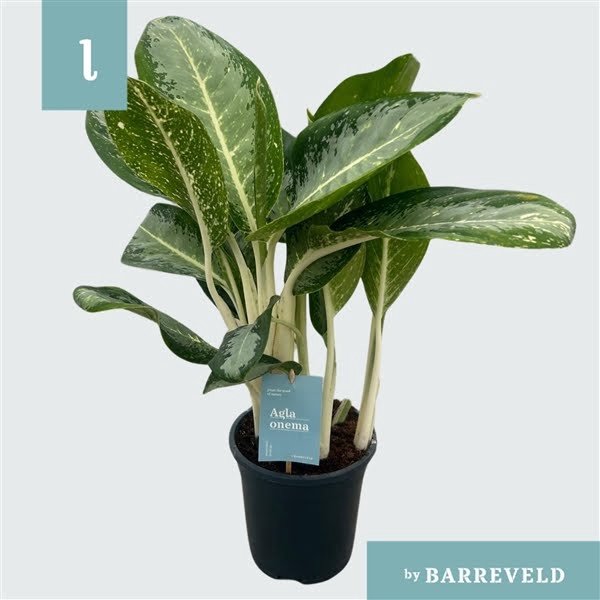 <h4>Green Agla ‘Anouk’ (Aglaonema)</h4>