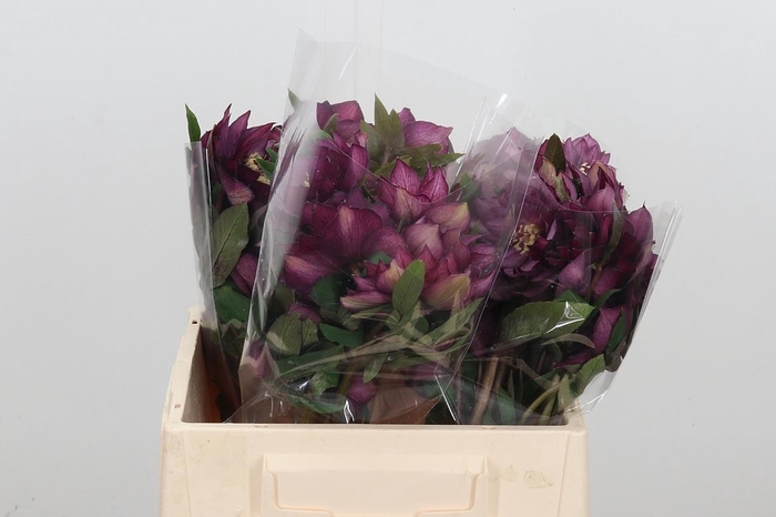 <h4>Hell Or Queens Db P</h4>