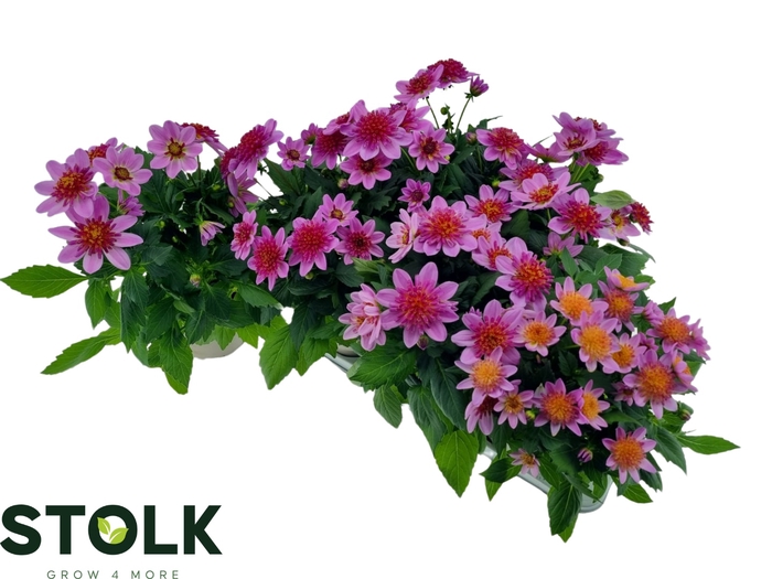 <h4>DAHL HYPNO PINK</h4>