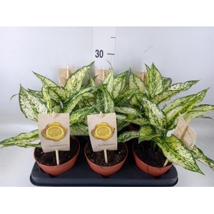 Aglaonema  'First Diamond'