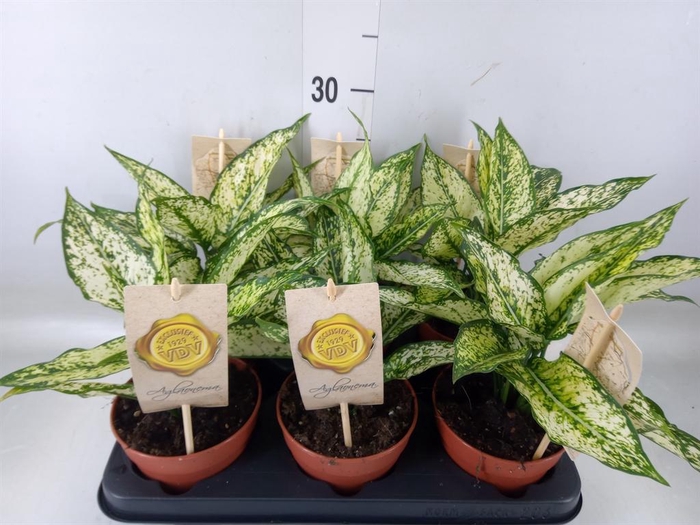 <h4>Aglaonema  'First Diamond'</h4>