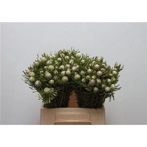 Leucad Silver Pearl