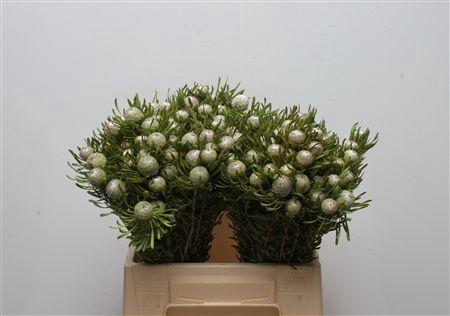 <h4>Leucad Silver Pearl</h4>