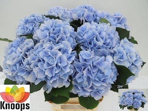 <h4>HYDR M CH VERENA BL</h4>