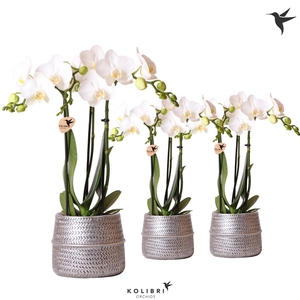 Kolibri Orchids Phalaenopsis white 3 spike in Groove pot silver