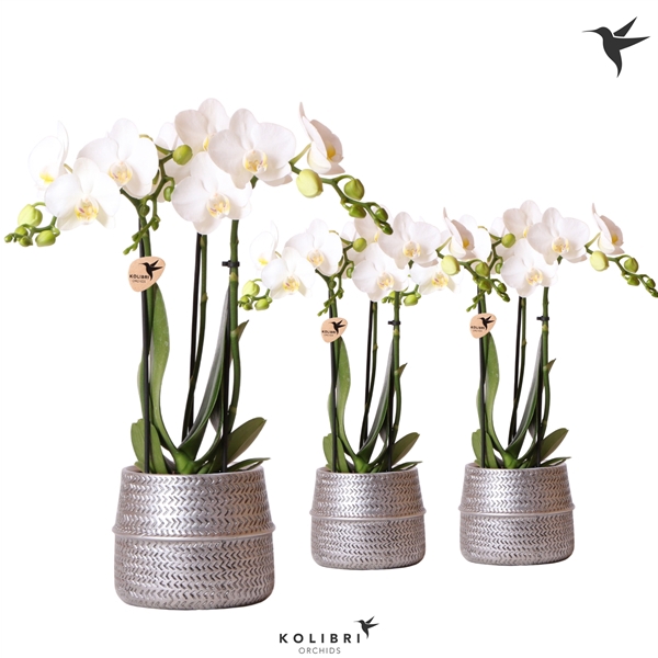 <h4>Kolibri Orchids Phalaenopsis white 3 spike in Groove pot silver</h4>