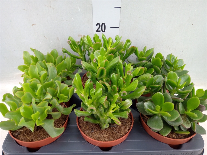 <h4>Crassula   ...mix</h4>