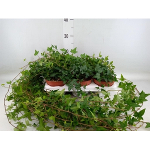 Hedera helix 'Shamrock'