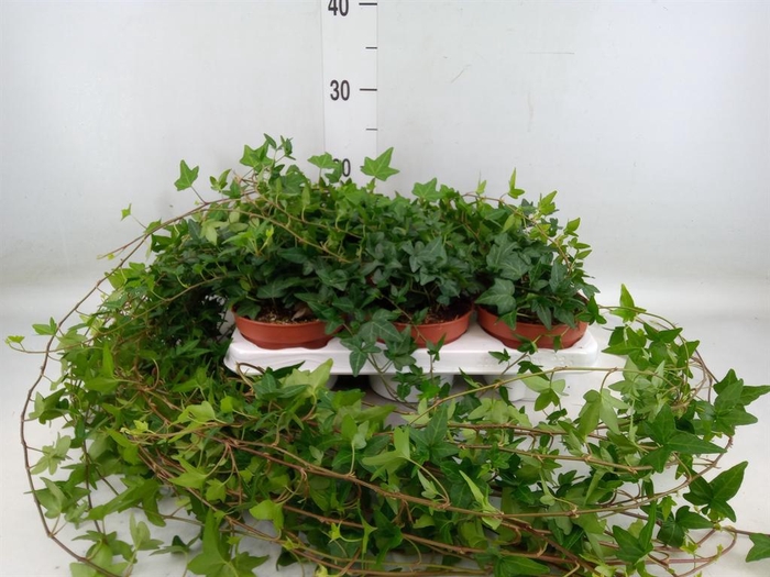 <h4>Hedera helix 'Shamrock'</h4>