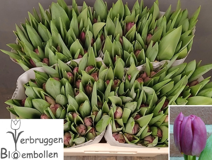 <h4>TU DU MARGARITA</h4>