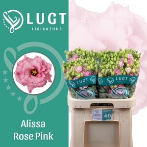 EUS G ALISSA ROSE PI