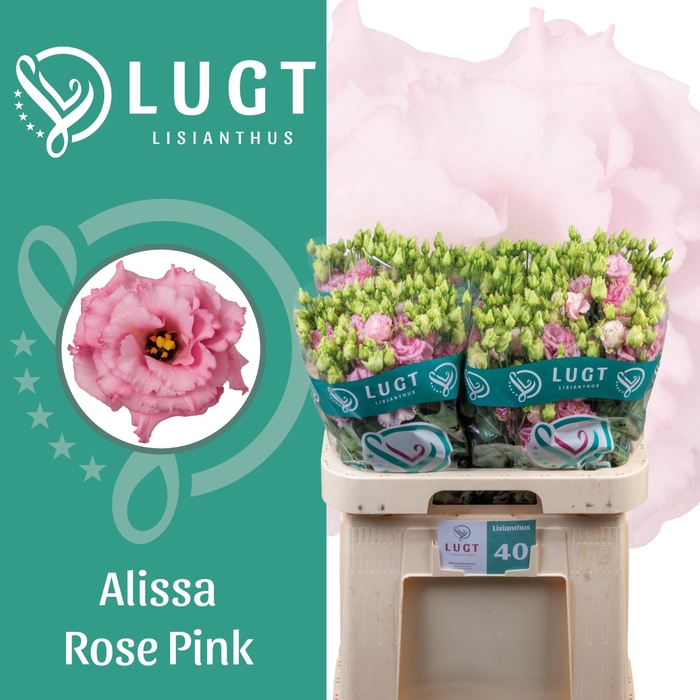 <h4>EUS G ALISSA ROSE PI</h4>