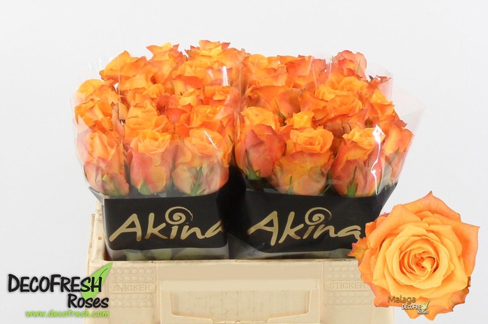 <h4>R Gr Malaga</h4>