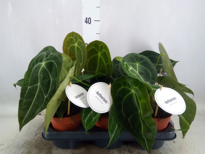 <h4>Anthurium   ...</h4>