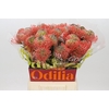 Nutans Ayoba Pink Guava