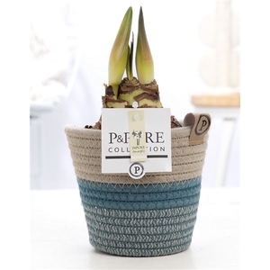 Hippeastrum white in P&PURE Fashionpot Valerie