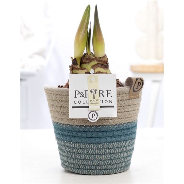 <h4>Hippeastrum white in P&PURE Fashionpot Valerie</h4>