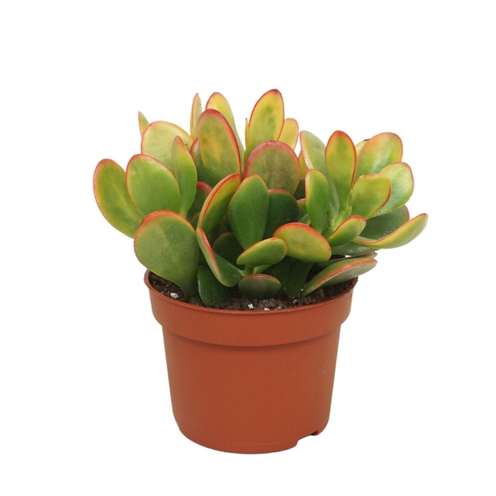 <h4>Crassula Sunset</h4>