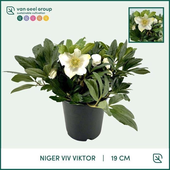 <h4>Helleborus Overig</h4>