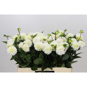 Dahlia White Isa