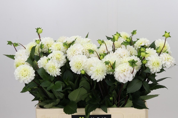 <h4>Dahlia White Isa</h4>