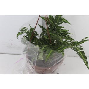 RUMOHRA ADIANTIFORMIS VARIEGATA C21