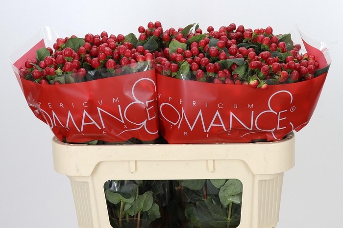<h4>Hyp True Romance</h4>