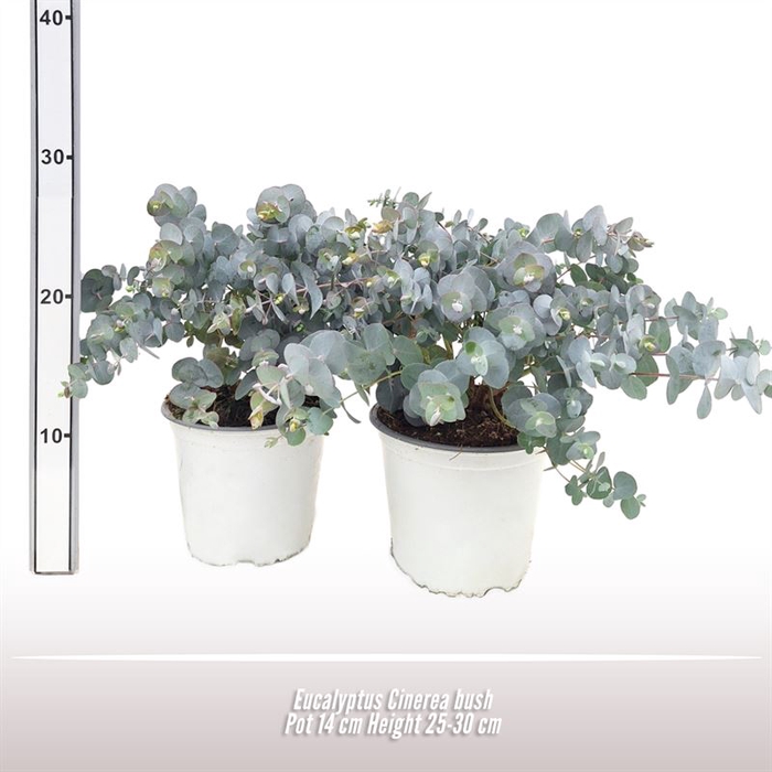 <h4>Eucalyptus Cinerea struik</h4>