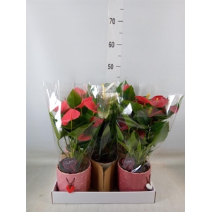 Anthurium andr.   ...mix  3
